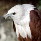 Brahminy Kite Eagle